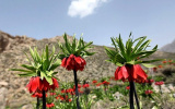 نماد تنوع زیستی چهارمحال و بختیاری اثر طبیعی ملی لاله های واژگون است